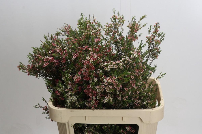 <h4>Chamelaucium My Sweet 16</h4>