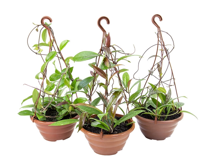 <h4>HOYA C21 VARIADO SEM FLOR</h4>