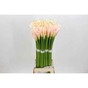Zantedeschia Eydolls Salmon