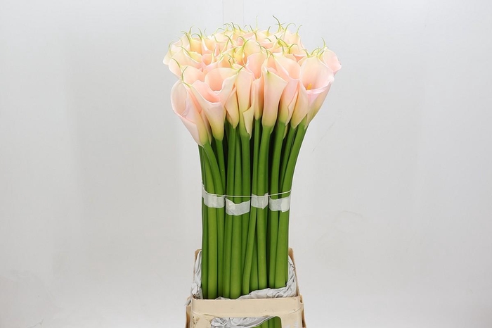 Zantedeschia Eydolls Salmon