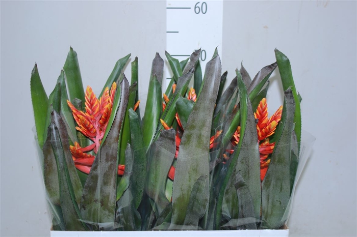 <h4>Aechmea Elegant Flame</h4>