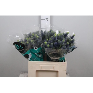 Eryn Supernova Qstar