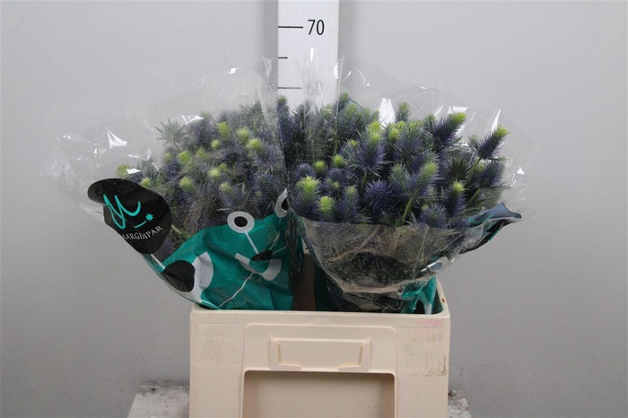 <h4>Eryn Supernova Qstar</h4>