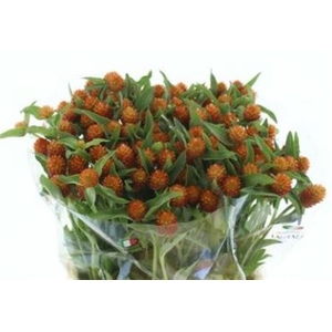 Gomphrena Orange