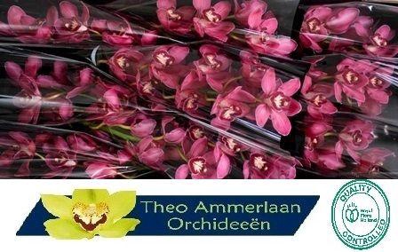 <h4>CYMB T RED DREAM</h4>