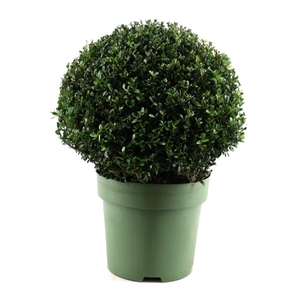 Ilex crenata Ball Ø50cm P33