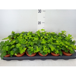 Hedera helix 'Wonder'