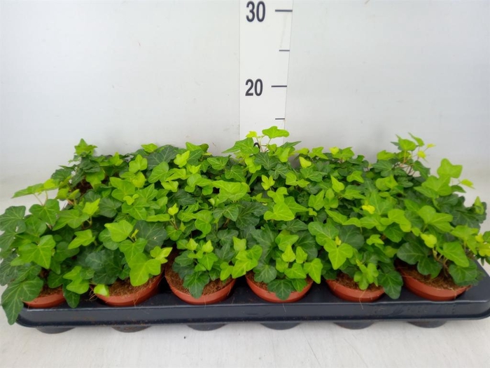 <h4>Hedera helix 'Wonder'</h4>