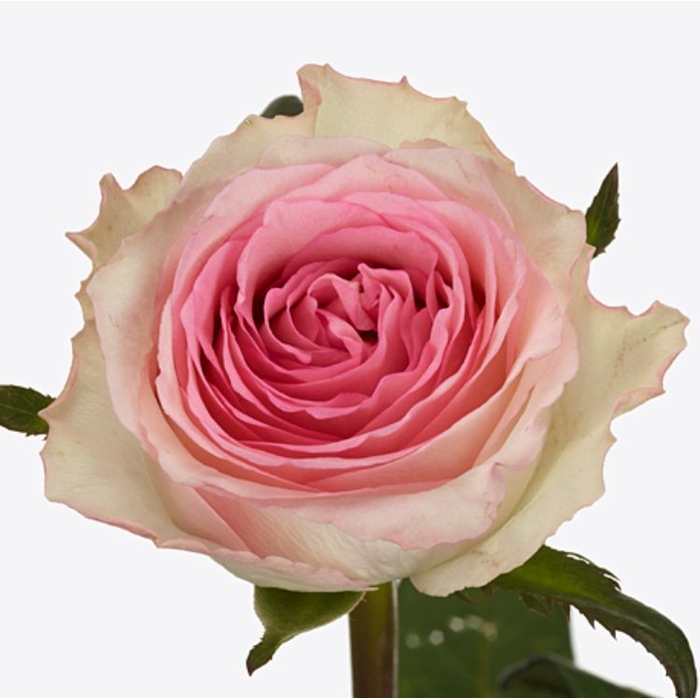 <h4>Rosa Mandala</h4>