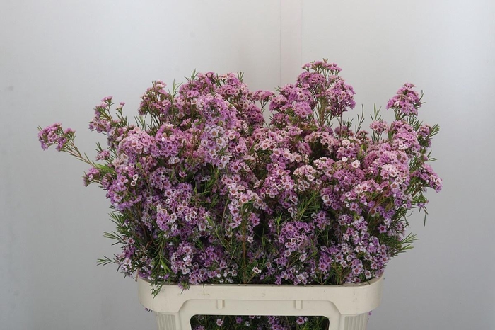 <h4>CHAME GISELLE</h4>