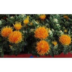 A.Greens -Carthamus