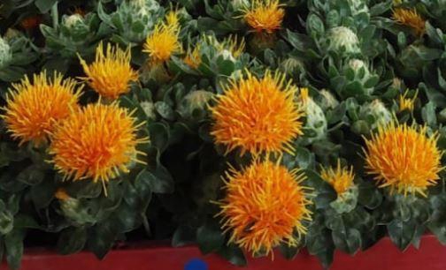 <h4>A.Greens -Carthamus</h4>