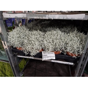 Leucophyta (Calocephalus) brownii Whimsy Silver
