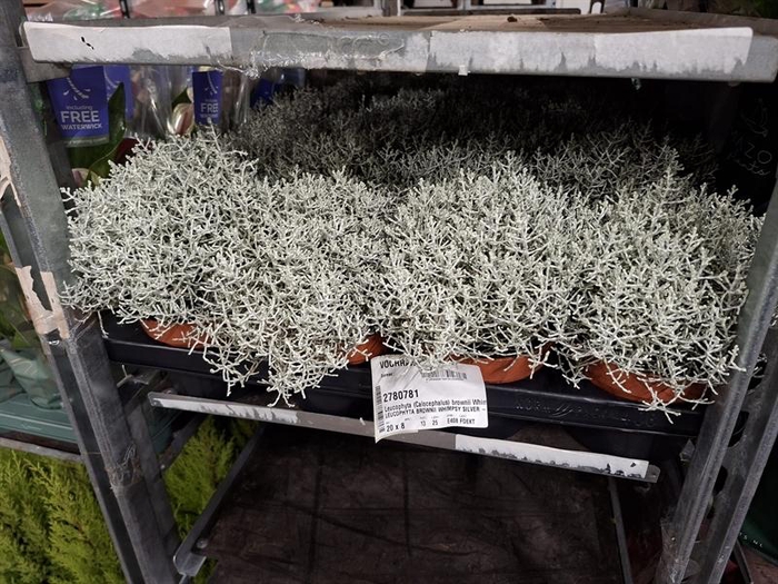 <h4>Leucophyta (Calocephalus) brownii Whimsy Silver</h4>