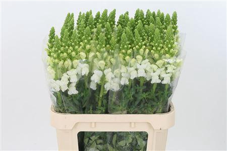 <h4>Antir Antibes White</h4>