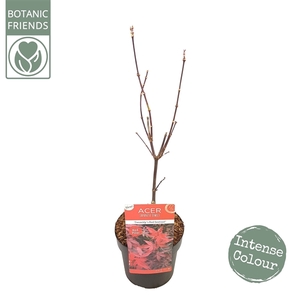 Acer palm. 'Twombly's Red Sentinel' ® extra kwaliteit