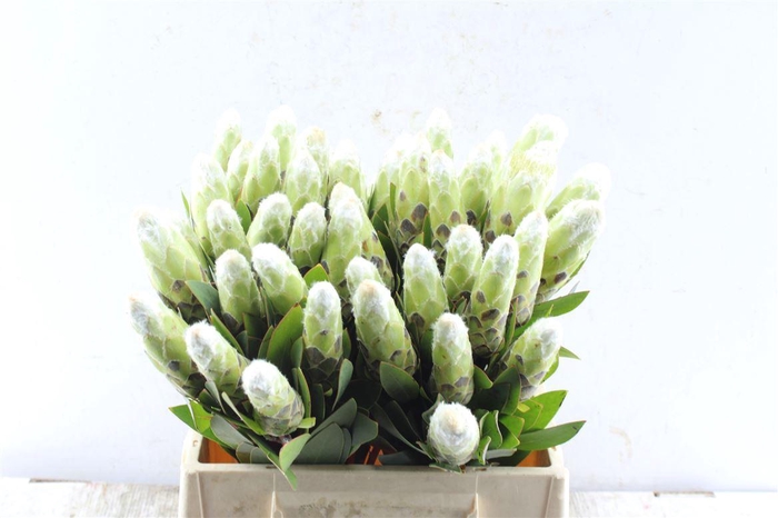 <h4>Protea Mundi White</h4>