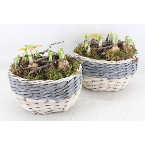 arr4 Narcis MB - Mand kl. ovaal grijs/wit