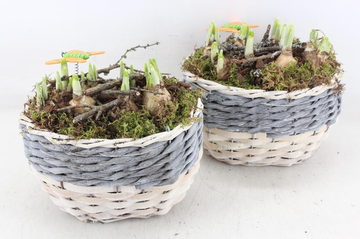 <h4>arr4 Narcis MB - Mand kl. ovaal grijs/wit</h4>