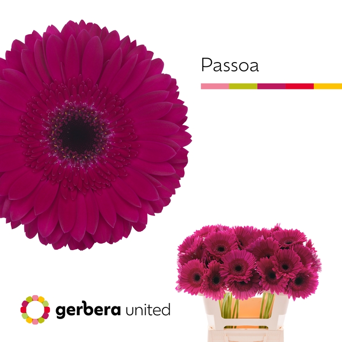 <h4>Gerbera Passoa Water x40</h4>