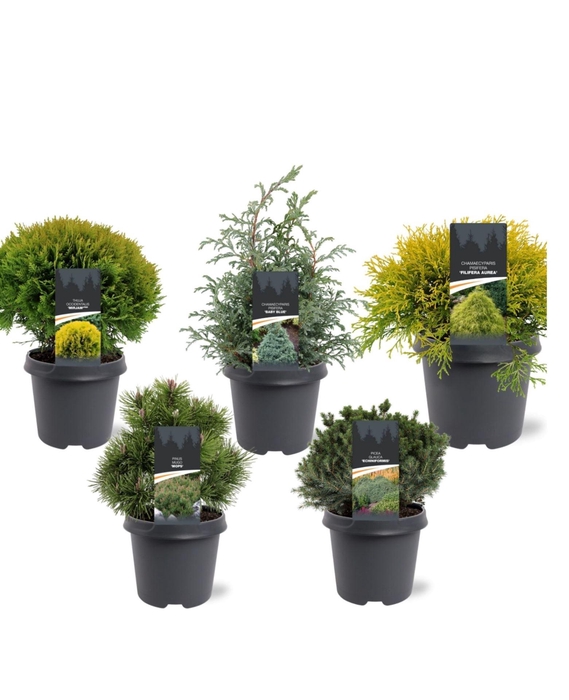 <h4>Coniferen Coniferen overig</h4>