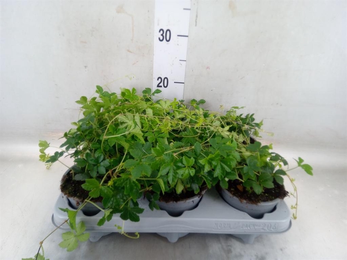 <h4>Cissus   ...</h4>