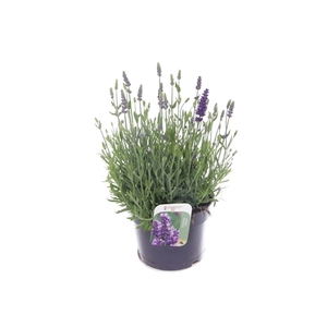 Lavandula Spear Blue
