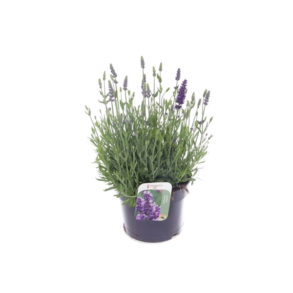 <h4>Lavandula Spear Blue</h4>
