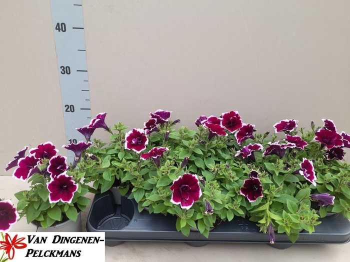 <h4>PET DB PURPLE SURFIN</h4>