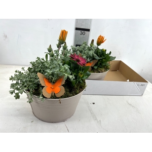 ARR TUINPLANTEN