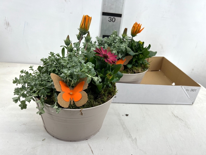 <h4>ARR TUINPLANTEN</h4>