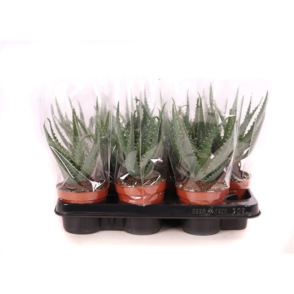 <h4>Aloe arborescens 10,5 cm</h4>