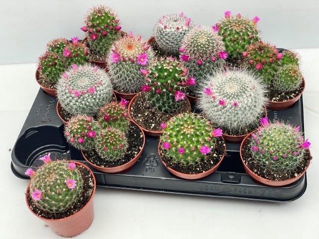 <h4>CACTUS BLOEIEND GEM</h4>