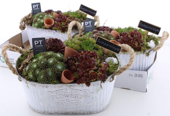 <h4>ARR SEMPERVIVUM</h4>