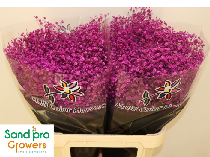 <h4>GYPS KLB H%</h4>