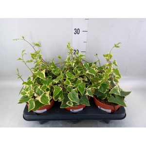 Senecio macro. 'Variegatus'