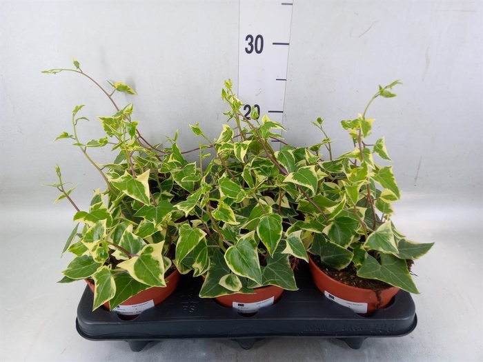 <h4>Senecio macro. 'Variegatus'</h4>