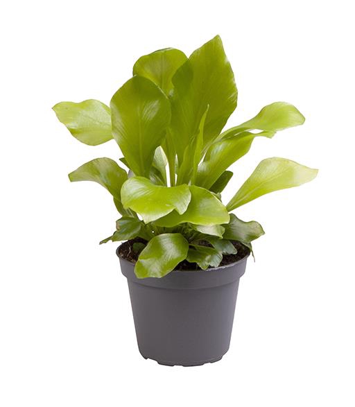 <h4>ASPLENIUM NIDUS P6 NIDUS</h4>