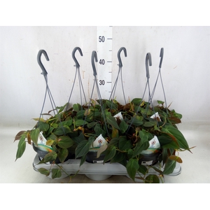 Philodendron scand. subsp. micans