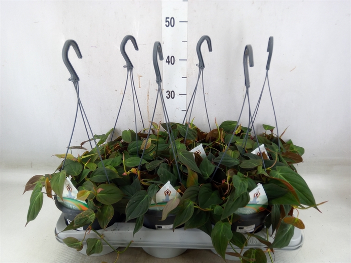 <h4>Philodendron scand. subsp. micans</h4>