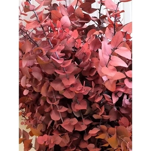 GESTABILISEERD EUC STUARTIANA CERISE