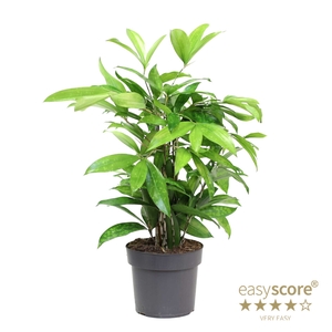 DRACAENA SURCULOSA Å18