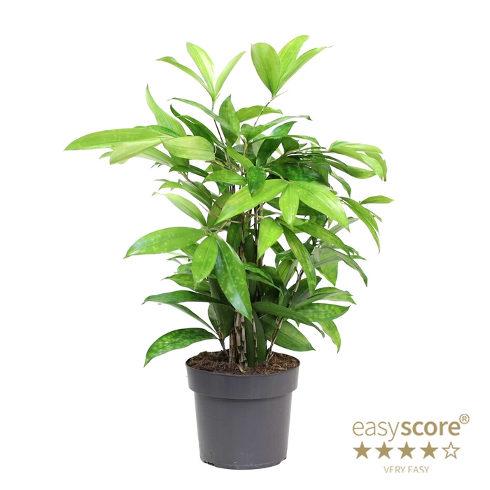 <h4>DRACAENA SURCULOSA Å18</h4>