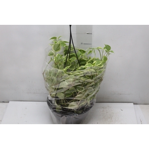 PEPEROMIA SCANDENS C21