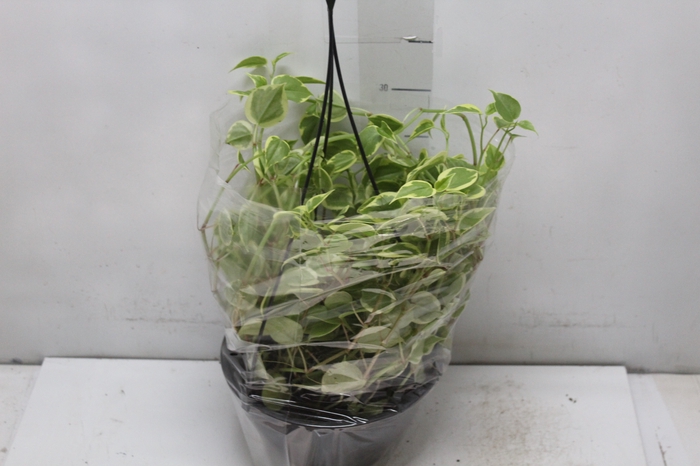 <h4>PEPEROMIA SCANDENS C21</h4>