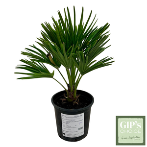 Chamaerops humilis 'Compacta' P18
