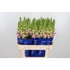 Antirrhinum Op Appleblossom
