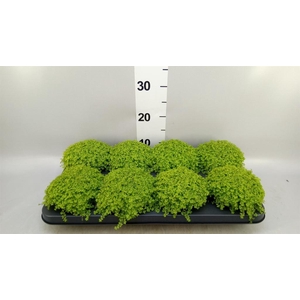 Soleirolia soleirolii 'Aurea'