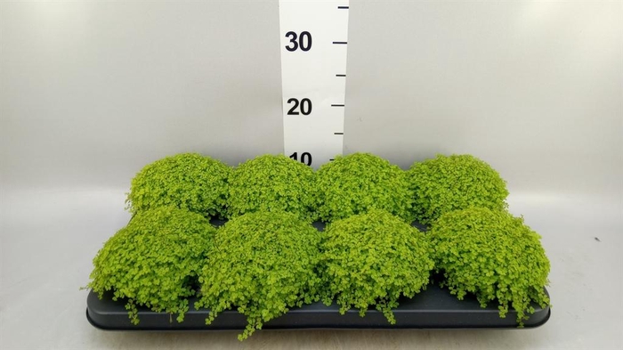<h4>Soleirolia soleirolii 'Aurea'</h4>