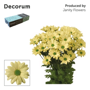 Chr T Kennedy Decorum Cream